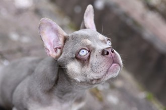 New Shade Isabella French Bulldog dog with very light blue eyes