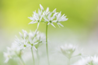 Wild garlic in flower (Allium ursinum), allium family (Allium), beech forest, Weiterdingen, Hegau,