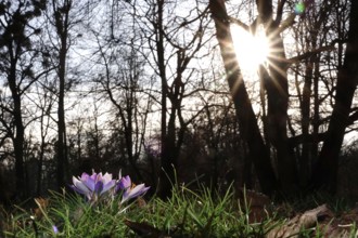 Crocuses, February, Germany, Europe