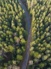 Bird's eye view of a winding road meandering through a dense, green forest, secluded and quiet,