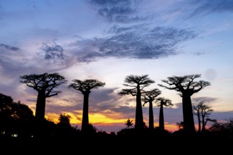 Baobabs (Adansonia) at sunset, baobab alley, Bemanonga, Menabe, Madagascar, Africa