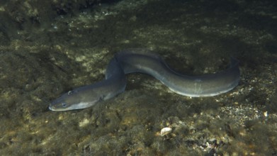 A European eel (Anguilla anguilla) in a dark, rocky underwater environment, dive site Zollbrücke,