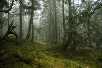 Mystical mountain spruce forest with fog in the Giant Mountains 12