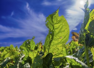Leaves of sugar beet (Beta vulgaris subsp. vulgaris) on a field backlit against a blue sky,