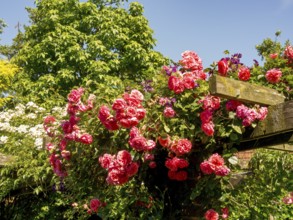 Pink climbing roses climbing lushly over a wooden pergola and standing out against the blue sky,