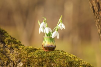 Snowdrop spring flowers. Still life with snowdrops on a sunny day. Snowdrops and sunshine. Wood and