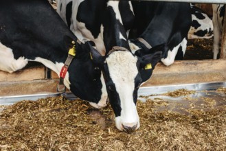 Calf cow in cage, caring on bio farm farming, feed hay grass silage pets, dairy cattle breeds,