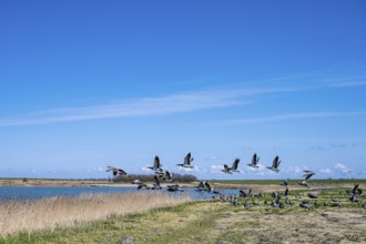 Flock of birds flying up on the shore of a lake, dynamic scene in nature, Greetsiel, Norden, East