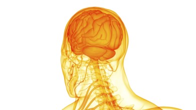 3D Illustration Concept of Central Organ of Human Nervous System Brain Anatomy