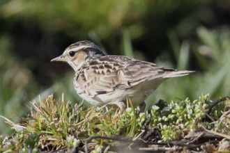 Woodlark standing on green grass looking left