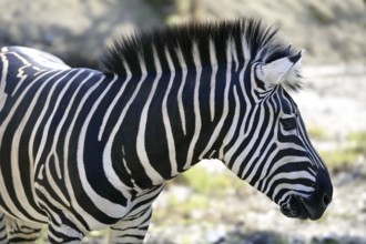 Beautiful african Zebra outdoor striped skin horse