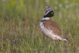 Little bustard (Tetrax tetrax) Outarde canepetière, Sisón Común, Hides De Calera / Great Bustard,