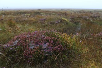 Peat bog, Isle of Lewis, Outer Hebrides, Scotland, United Kingdom, Europe