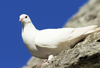 White pigeon on the storoof of a trullo house, Alberobello, Apulia, Italy, Europe