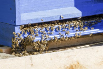 Bees in the hive in the sun