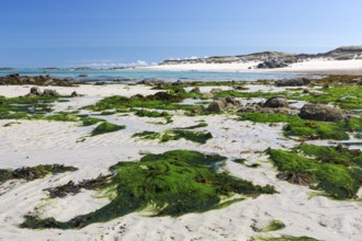 Seaweed on the beach on the Channel Island of Herm, UK
