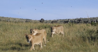 African Lion (panthera leo), Female hunting, Herd of Burchell Zebras, Tsavo Park in Kenya