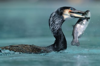 Cormorant catching trout (Phalacrocorax carbo)