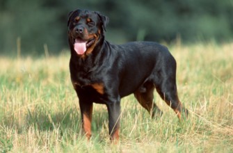 Rottweiler