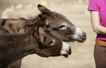 Funny two donkey want to bit or kiss a woman ass