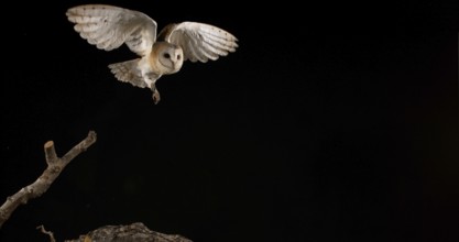 Barn Owl (tyto alba), Adult in flight, Normandy