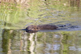 Swimming beaver in a bog in Sweden
