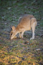 Agile Wallaby (Notamacropus agilis), Mary River National Park, Northern Territory, Australia,