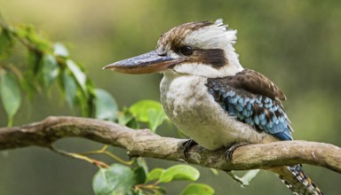 KI generated, animal, animals, bird, birds, biotope, habitat, perch, laughing han, kookaburra,