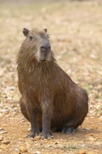 Capybara or capybara (Hydrochoerus hydrochaeris), frontal, eye contact, Pantanal, inland, wetland,