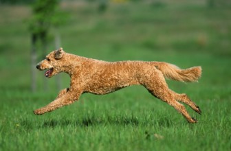 Standard poodle, apricot, shorn, side