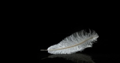 White Feather Falling against Black Background, Normandy