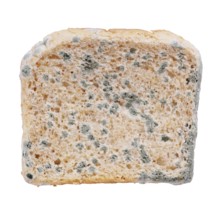 moldy toast bread isolated on white