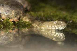 Reflection of the head of a dice snake in the water