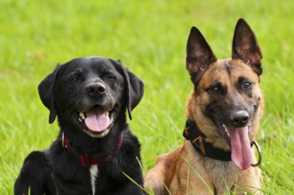 Malinois and Labrador mix on a green meadow