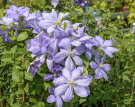 Clematis (Clematis 'Mrs Cholmondeley'), BHG, Federal Republic of Germany