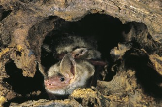 Mouse-Eared Bat (myotis myotis), Adult standing in Stock
