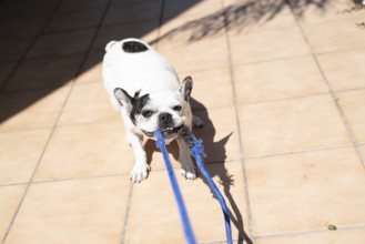A French Bulldog (Canis lupus familiaris) with black spots holding a blue leash in its mouth,