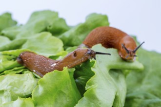 A slug in the garden eats a lettuce leaf. Snail plague in the garden Austria