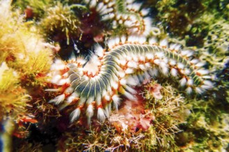 Bearded Fireworm (Hermodice carunculata) Underwater Mediterranean Sea