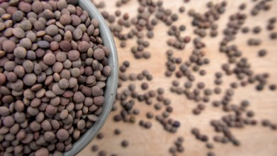 Whole Brown Lentils in a Blue Bowl, Top View, Close-Up Shot, Vegan Food, Copyspace