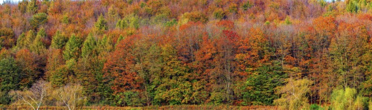 Autumn coloured trees, autumn forest in Lipperland, panoramic photo, Kalletal, North