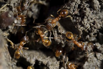European fire ant (Myrmica rubra), several animals Red-yellow nodule ant on the ground, Velbert,