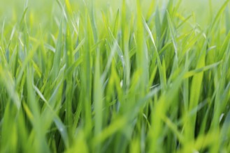 Young wheat plants growing on the soil, Amazingly beautiful endless fields of green wheat grass go