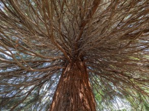 Sequoia tree (Sequoioidea), view from below into the crown, Offenbach am Main, Hesse, Germany,