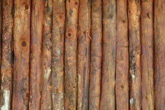 Vertical wood trunks wall texture in orange color