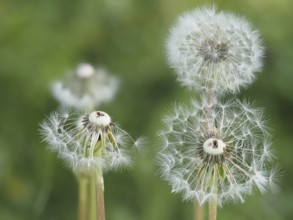 Common dandelion (Taraxacum officinale), in rats, close-up with focus stacking, Styria, Austria,