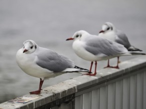 Seagulls (Larinae) on the Rhine, close-up, blurred background, Cologne, Germany, Europe