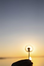 Dandelion flowers in the sun at sunset