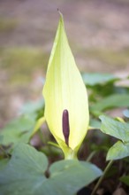 Common arum (Arum maculatum), cob in front of the bracts, Velbert, North Rhine-Westphalia, Germany,