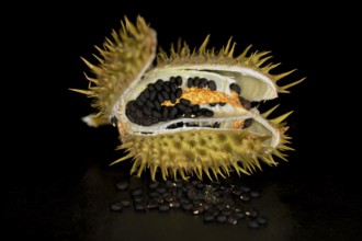Opened seedpod with seeds of a poisonous (datura), studio photograph with black background